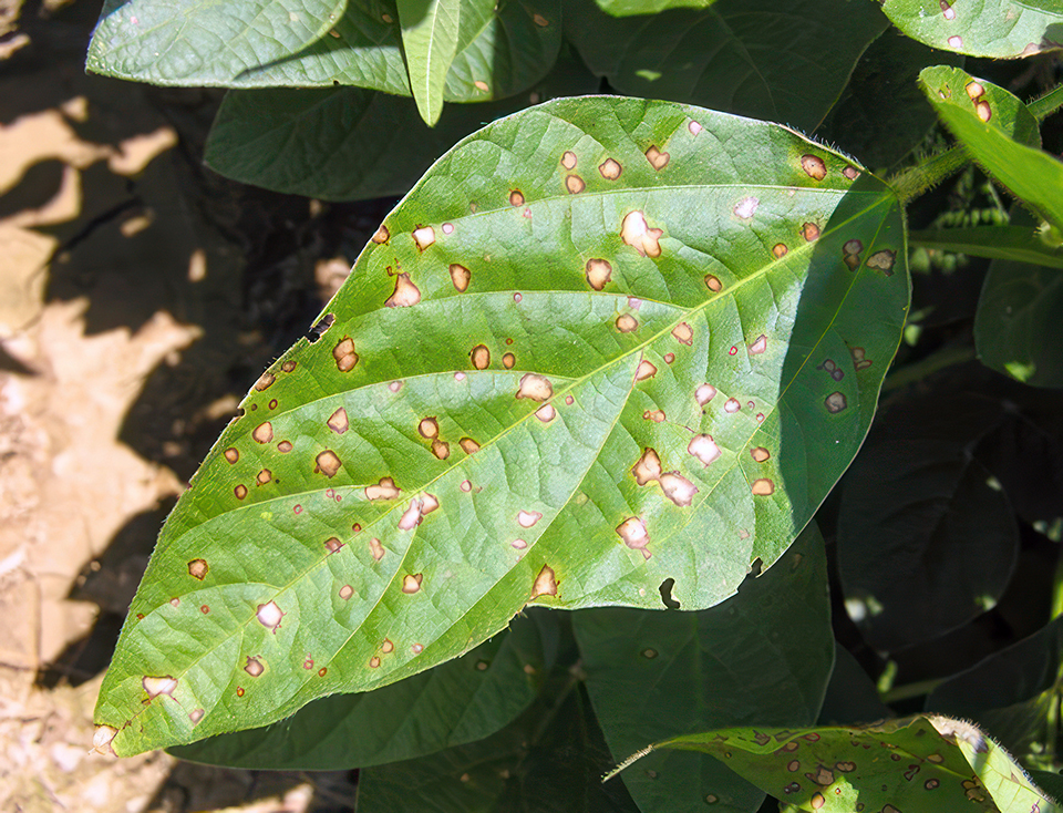 Image analysis may help map frogeye leaf spot resistance genes
